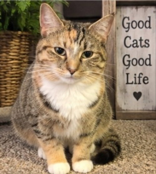 Photo 4 of Honey ( Bobtail)