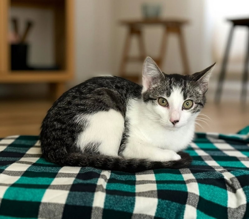 White ear