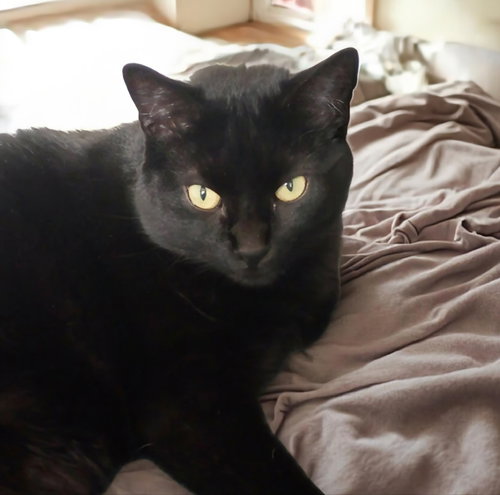 Mia, an adoptable Domestic Long Hair in knoxville, TN