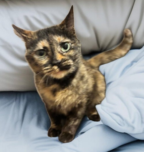 Cleo, an adoptable Dilute Tortoiseshell in knoxville, TN