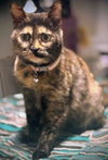 Cleo - Photo 2