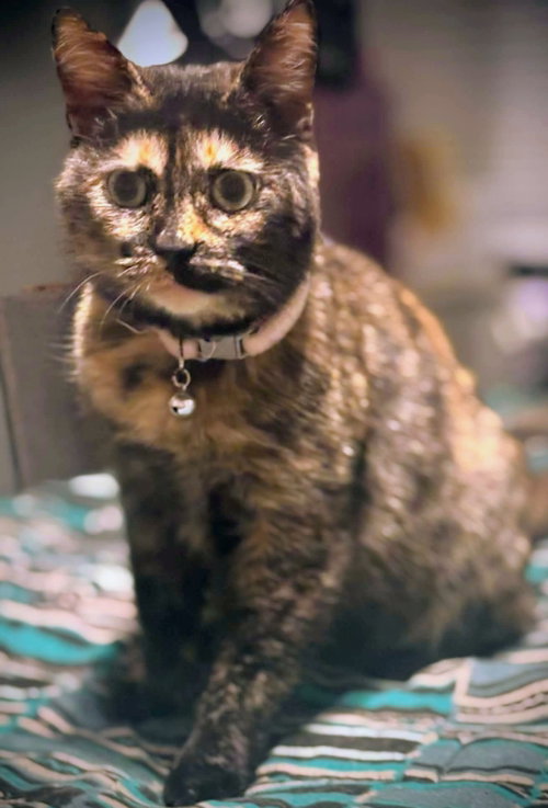 CLEO - Dilute Tortoiseshell available for adoption