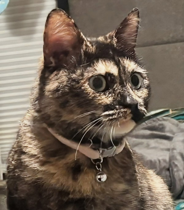 Cleo