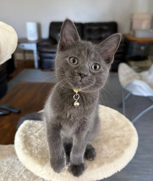 Sunshine, an adoptable Russian Blue in knoxville, TN