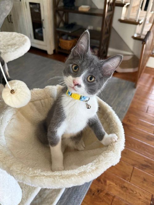River, an adoptable Domestic Short Hair in knoxville, TN