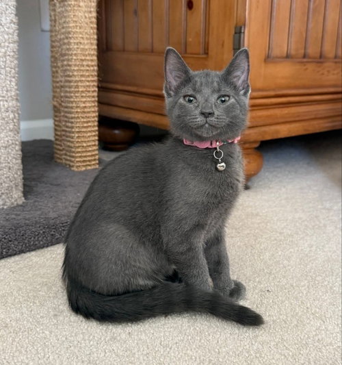 Flower, an adoptable Russian Blue in knoxville, TN