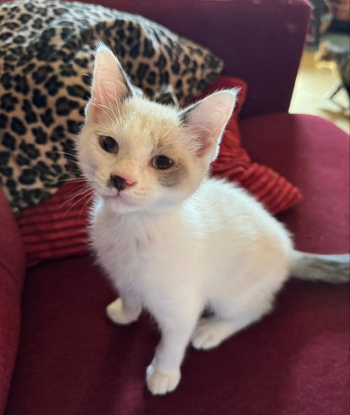 Lucky, an adoptable Snowshoe in knoxville, TN
