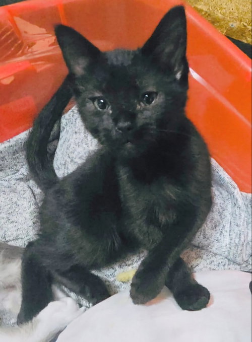 Ellie, an adoptable Domestic Medium Hair in knoxville, TN