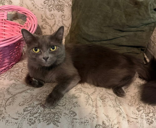Mardi gras, an adoptable Russian Blue in knoxville, TN