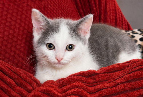 Scarlett, an adoptable Domestic Short Hair in knoxville, TN