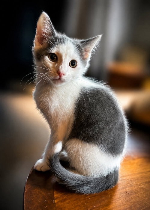 Lucky, Domestic Short Hair / Mixed (short coat), cat for adoption in Knoxville, Tennessee