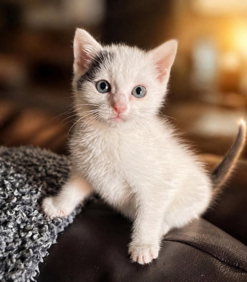 Rhett, an adoptable Domestic Short Hair in knoxville, TN
