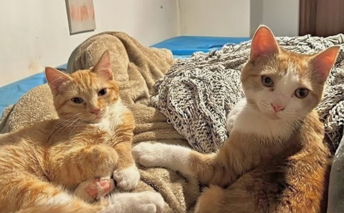 Wubs & Ally, an adoptable Domestic Short Hair in knoxville, TN