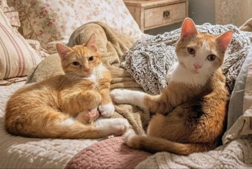 Wubs & Ally, a cat for adoption from Happy Paws Kitten Rescue