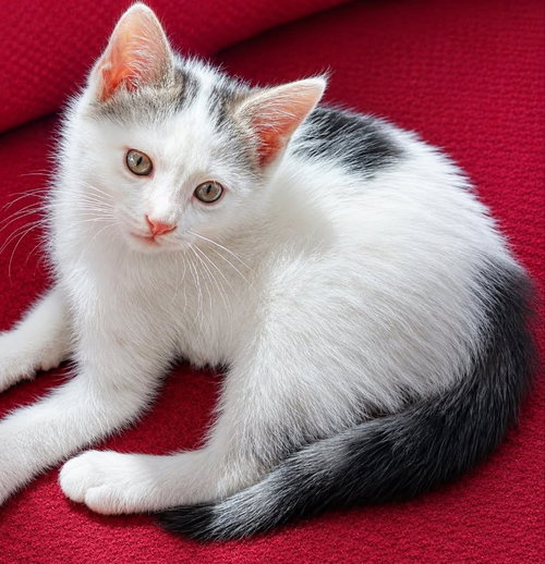 Butler, an adoptable Domestic Short Hair in knoxville, TN
