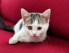 Melly - Photo 2