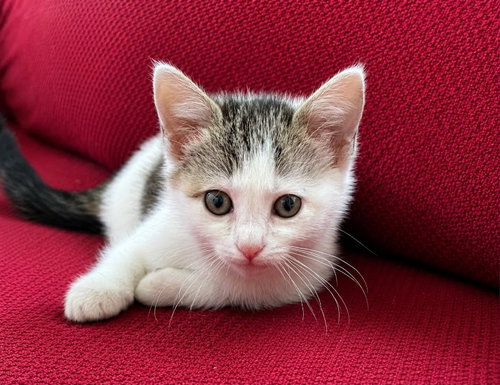 MELLY - Domestic Medium Hair available for adoption