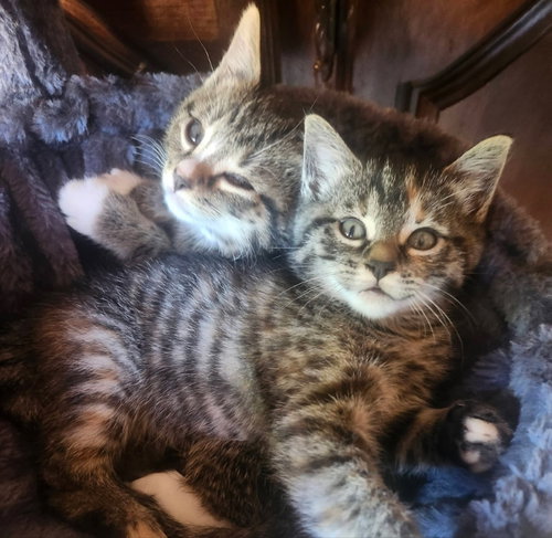 Olaf and Elsa, an adoptable Tabby in knoxville, TN
