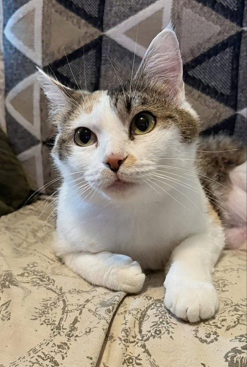 Mellody, an adoptable Calico in knoxville, TN