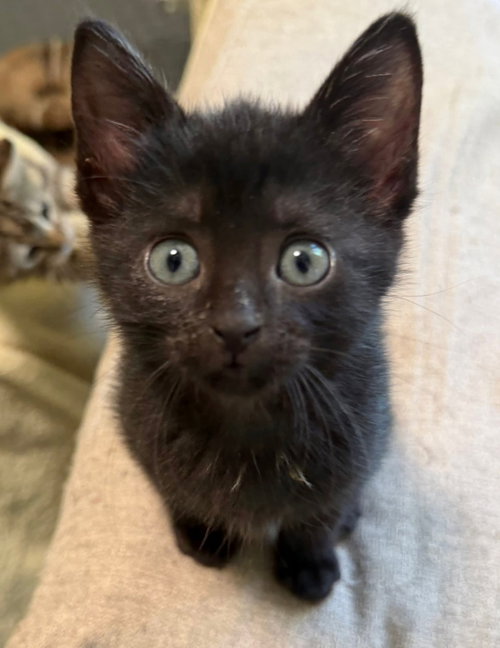 Nior, an adoptable Domestic Short Hair in knoxville, TN