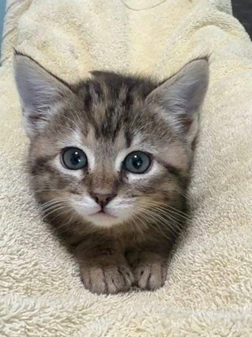 Champagne, an adoptable Tabby in knoxville, TN