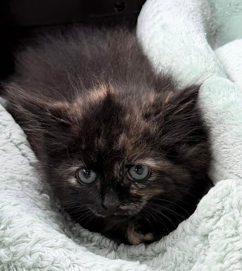 Syrah, an adoptable Tortoiseshell in knoxville, TN