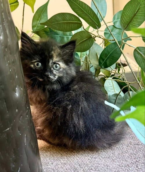 Syrah, an adoptable Tortoiseshell in knoxville, TN