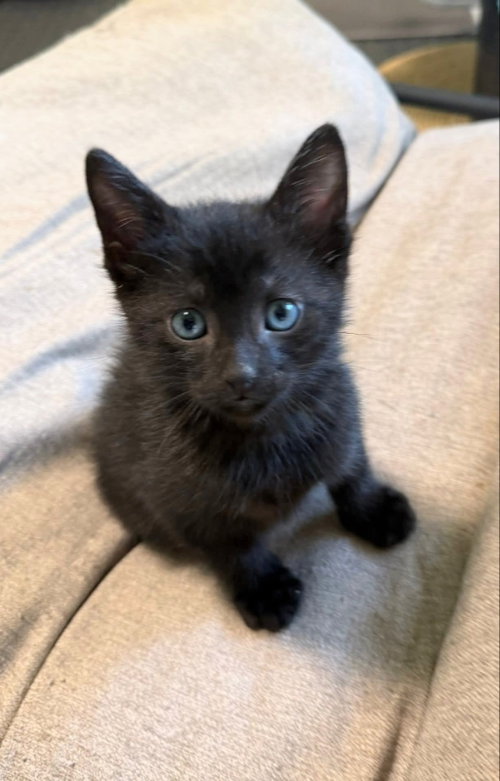Bordeaux, an adoptable Domestic Short Hair in knoxville, TN