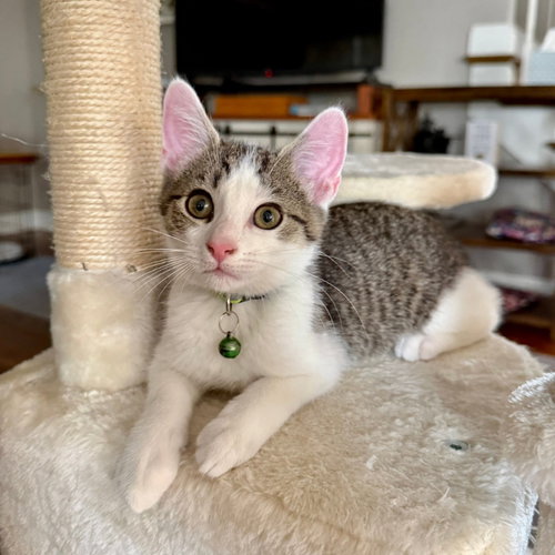 Pistachio