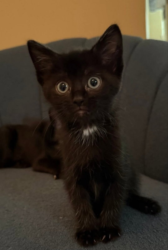 Flopsy