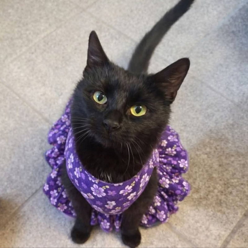Mama Indigo