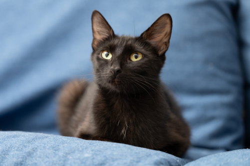 Photo 5 of Mama Indigo