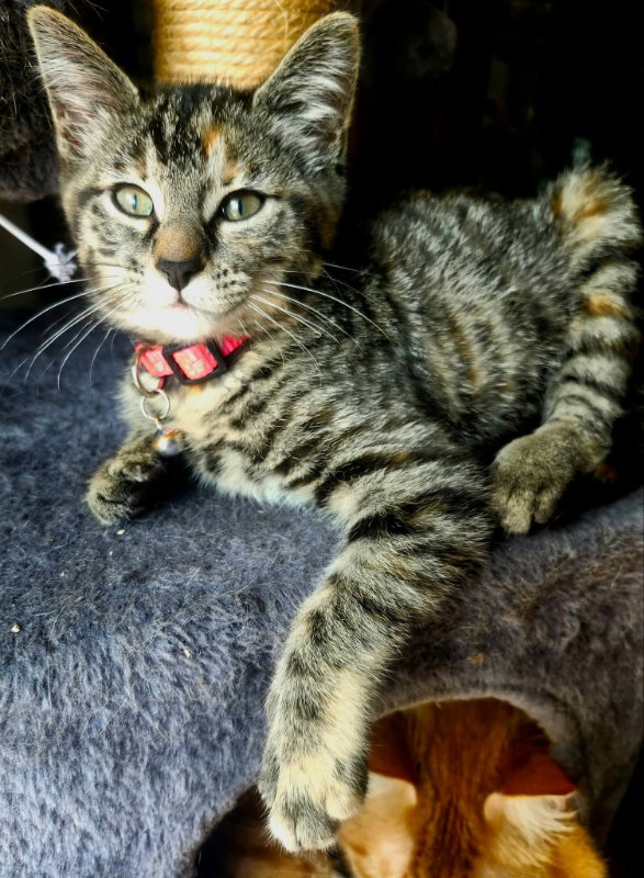 Miss Elsa