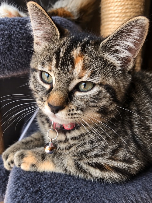Miss Elsa, a cat for adoption from Happy Paws Kitten Rescue