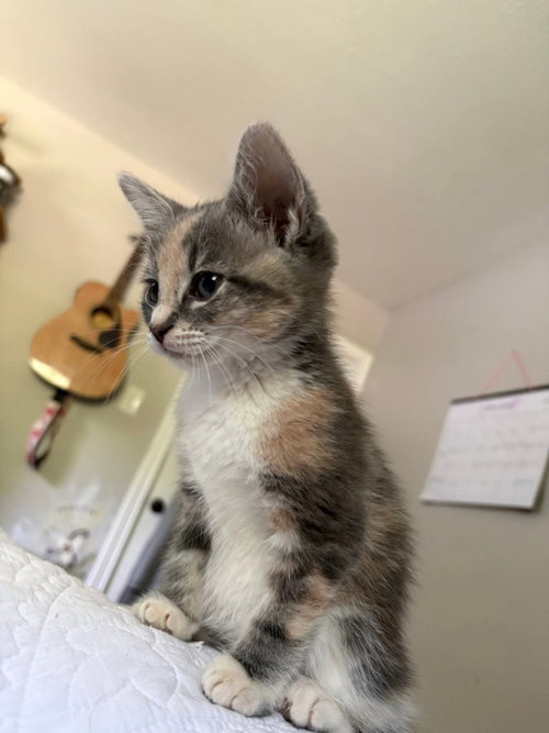 Nellie