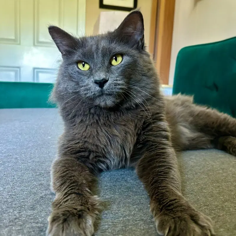 Neko - Nebelung