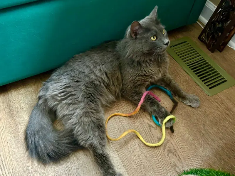 Neko image 3