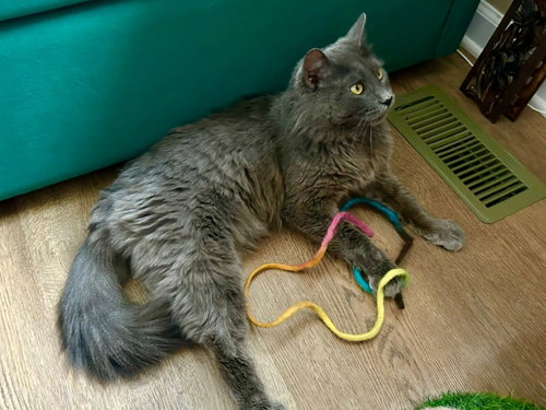 Photo 3 of Neko
