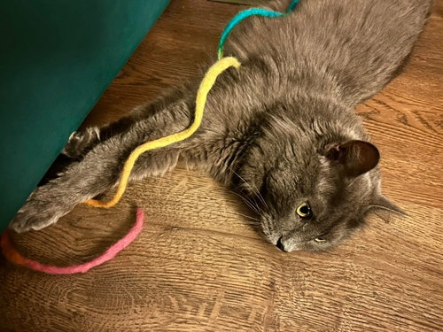 Photo 4 of Neko