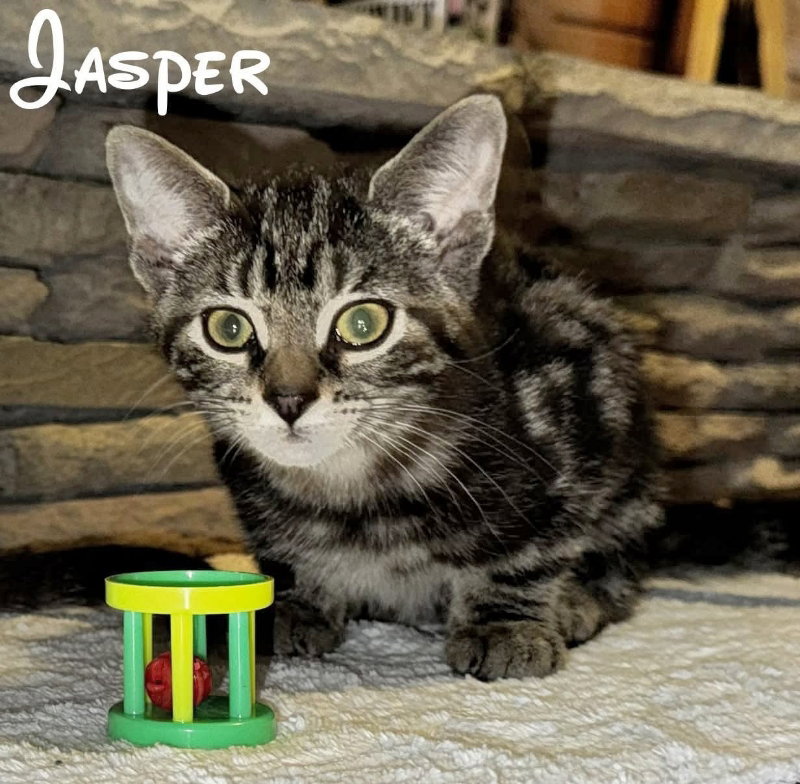 Jasper, photo 12