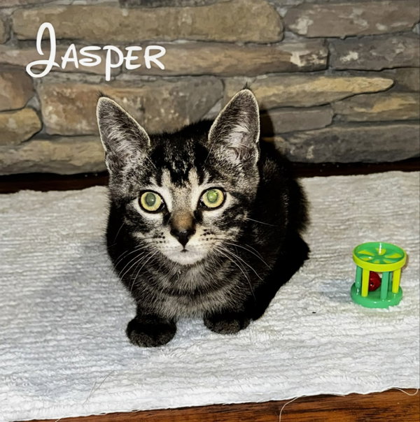 Jasper