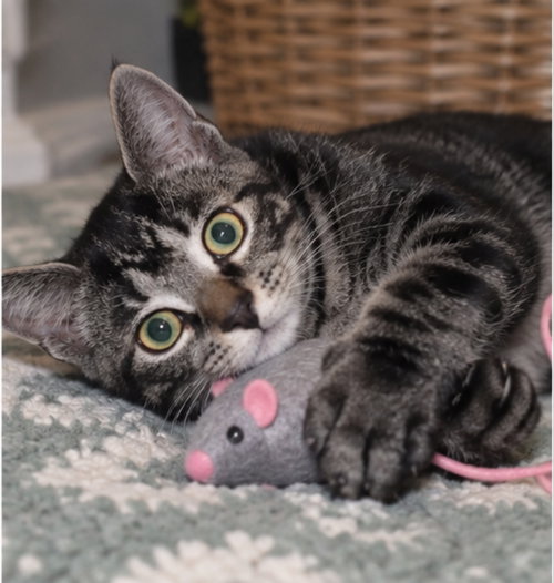 Jasper, a cat for adoption from Happy Paws Kitten Rescue