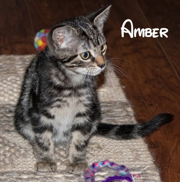 Amber