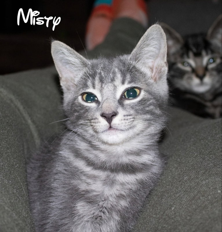 Misty