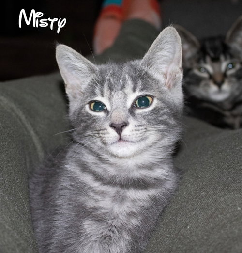 Misty