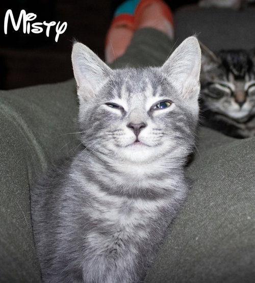 Photo 6 of Misty
