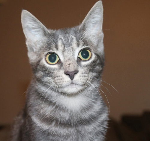 Photo 2 of Misty