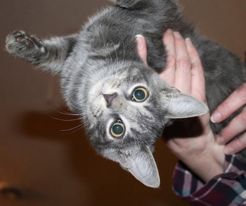 Photo 4 of Misty