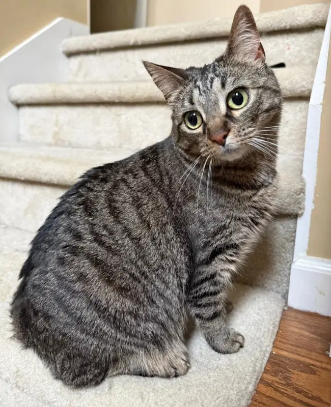 Rosie - Tabby