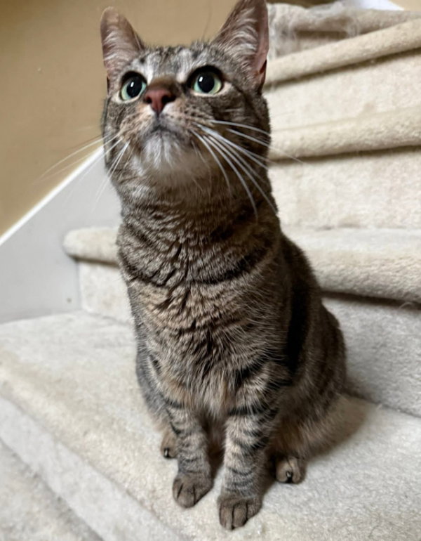Rosie
